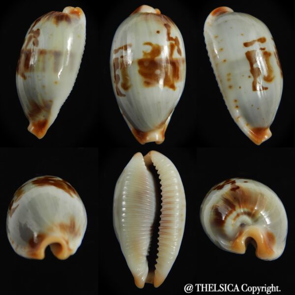 Bistolida erythraeensis ..Big size... 25.20 mm F+++/Gem -0