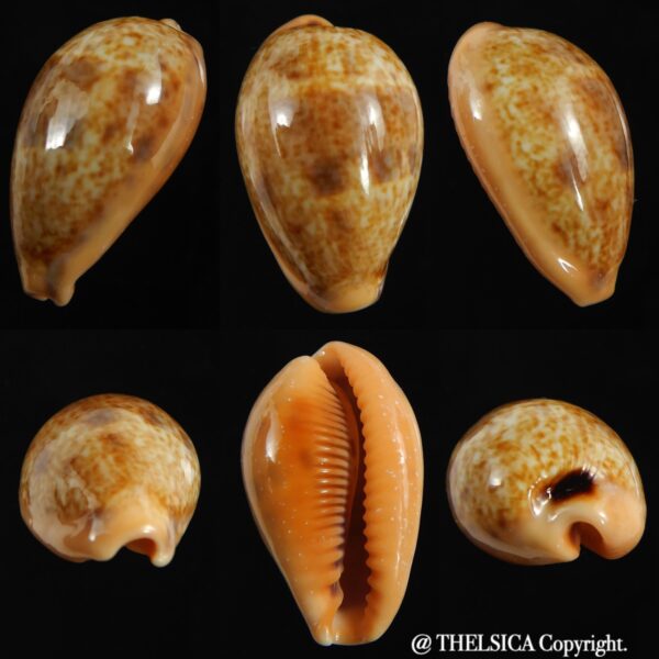 Contradusta bregeriana bregeriana 24.73 mm Gem-0