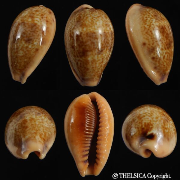 Contradusta bregeriana bregeriana 24.88 mm Gem-0