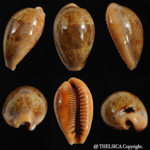 Contradusta bregeriana bregeriana 25.45 mm Gem-0