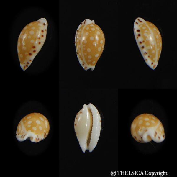 Cribrarula astaryi astaryi 11.25 mm Gem-0