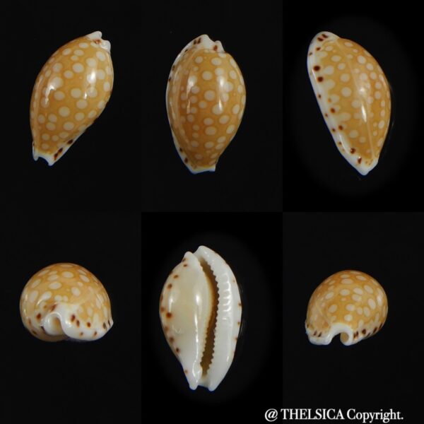 Cribrarula astaryi astaryi 13.30 mm Gem-0