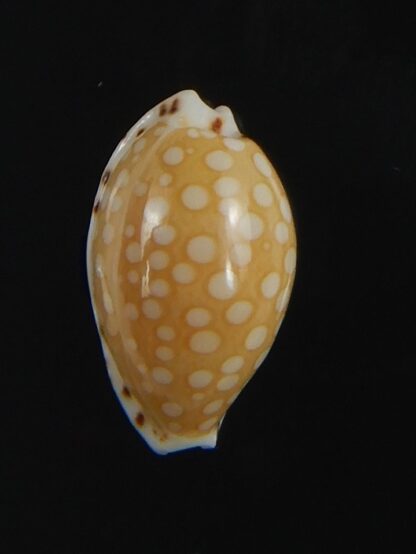 Cribrarula astaryi astaryi 13.30 mm Gem-75226