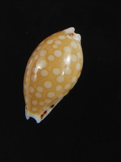 Cribrarula astaryi astaryi 13.30 mm Gem-75227