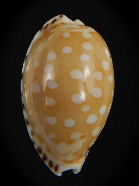 Cribrarula astaryi astaryi 21.12 mm Gem-75254