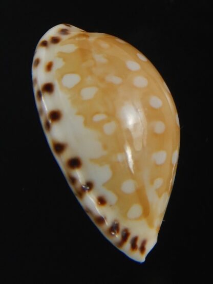 Cribrarula astaryi astaryi 21.12 mm Gem-75256