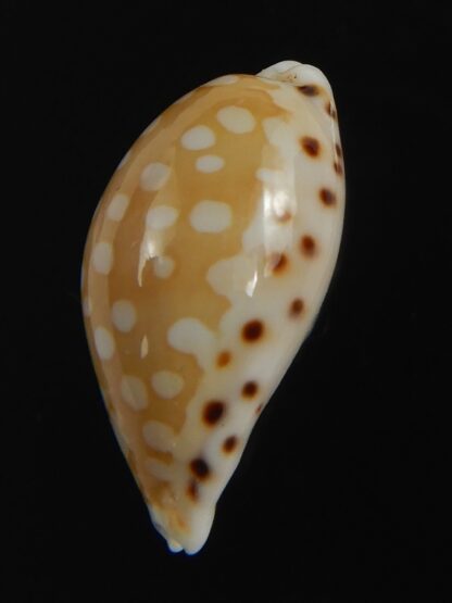 Cribrarula astaryi astaryi 21.12 mm Gem-75255