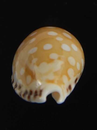 Cribrarula astaryi astaryi 21.12 mm Gem-75258