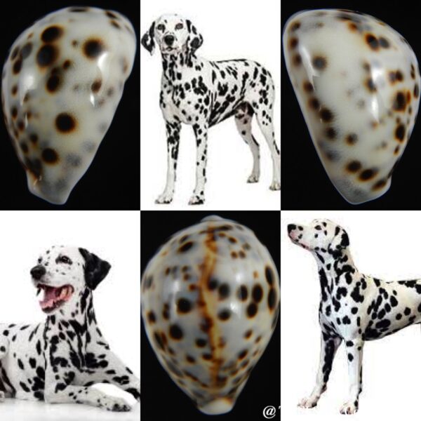 Cypraea tigris pardalis " Dalmatien" 59.21 mm Gem-0