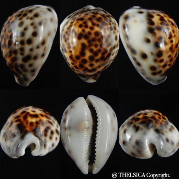 Cypraea tigris pardalis 62.70 mm Gem-0