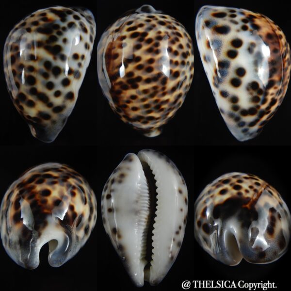 Cypraea tigris pardalis 86.68 mm Gem-0