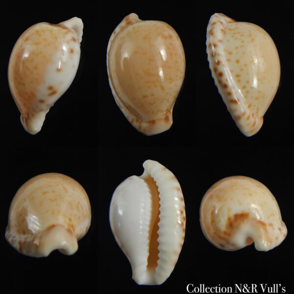 Cypraeovula algoensis algoensis 22.04 mm Gem-0