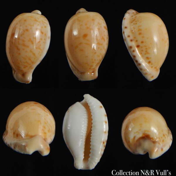 Cypraeovula algoensis algoensis 22.09 mm Gem-0