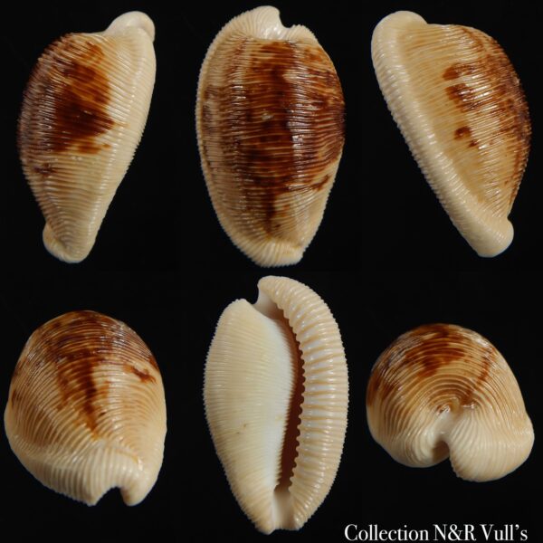 Cypraeovula capensis capensis 28.56 mm Gem-0
