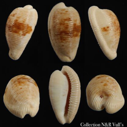 Cypraeovula capensis capensis 29.54 mm Gem-0