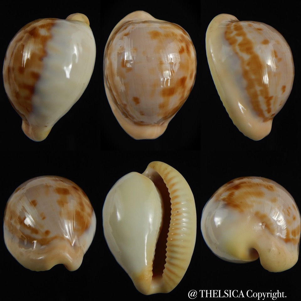 Cypraeovula castanea latebrosa ..Big size ... 34.59 mm Gem-0