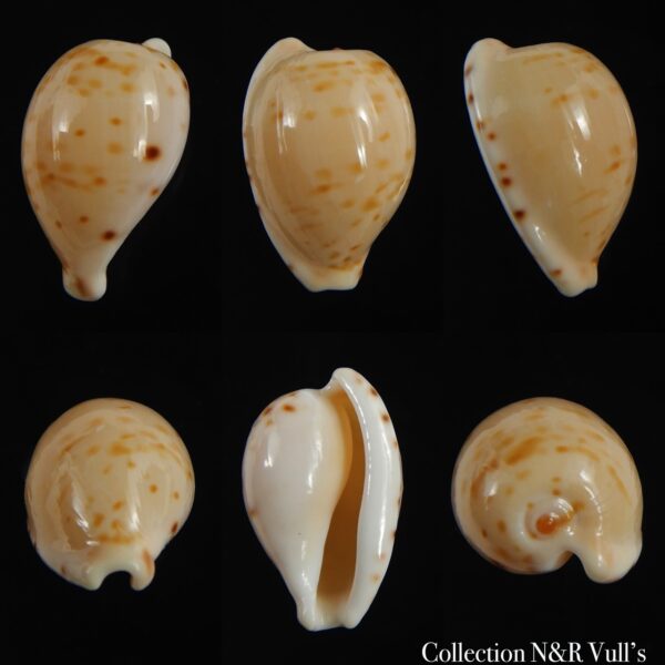 Cypraeovula edentula edentula 19.05 mm Gem-0