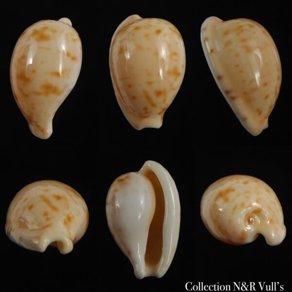 Cypraeovula edentula edentula 20.75 mm Gem-0