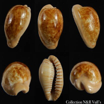 Cypraeovula fuscodentata grohorum 35.10 mm Gem-0