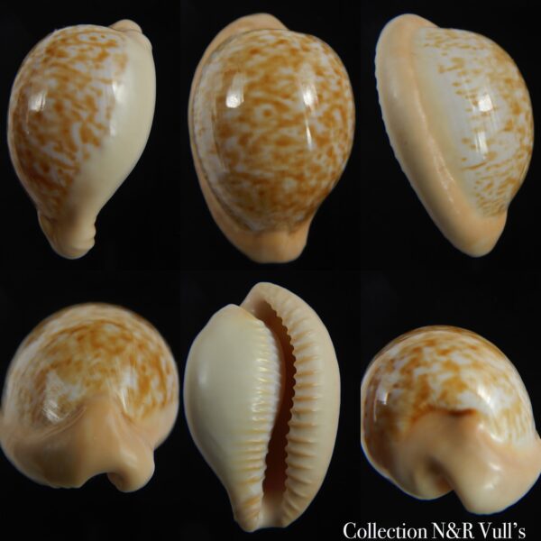 Cypraeovula fuscorubra fuscorubra ...Big size .. 37.50 mm Gem-0