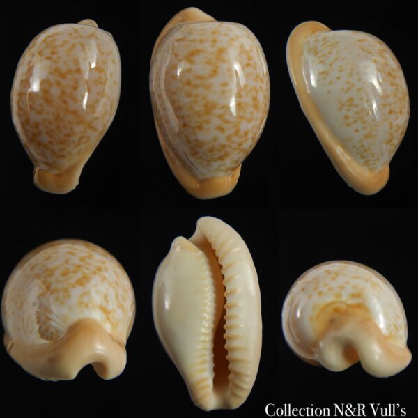 Cypraeovula fuscorubra fuscorubra ... 33.98 mm Gem-0