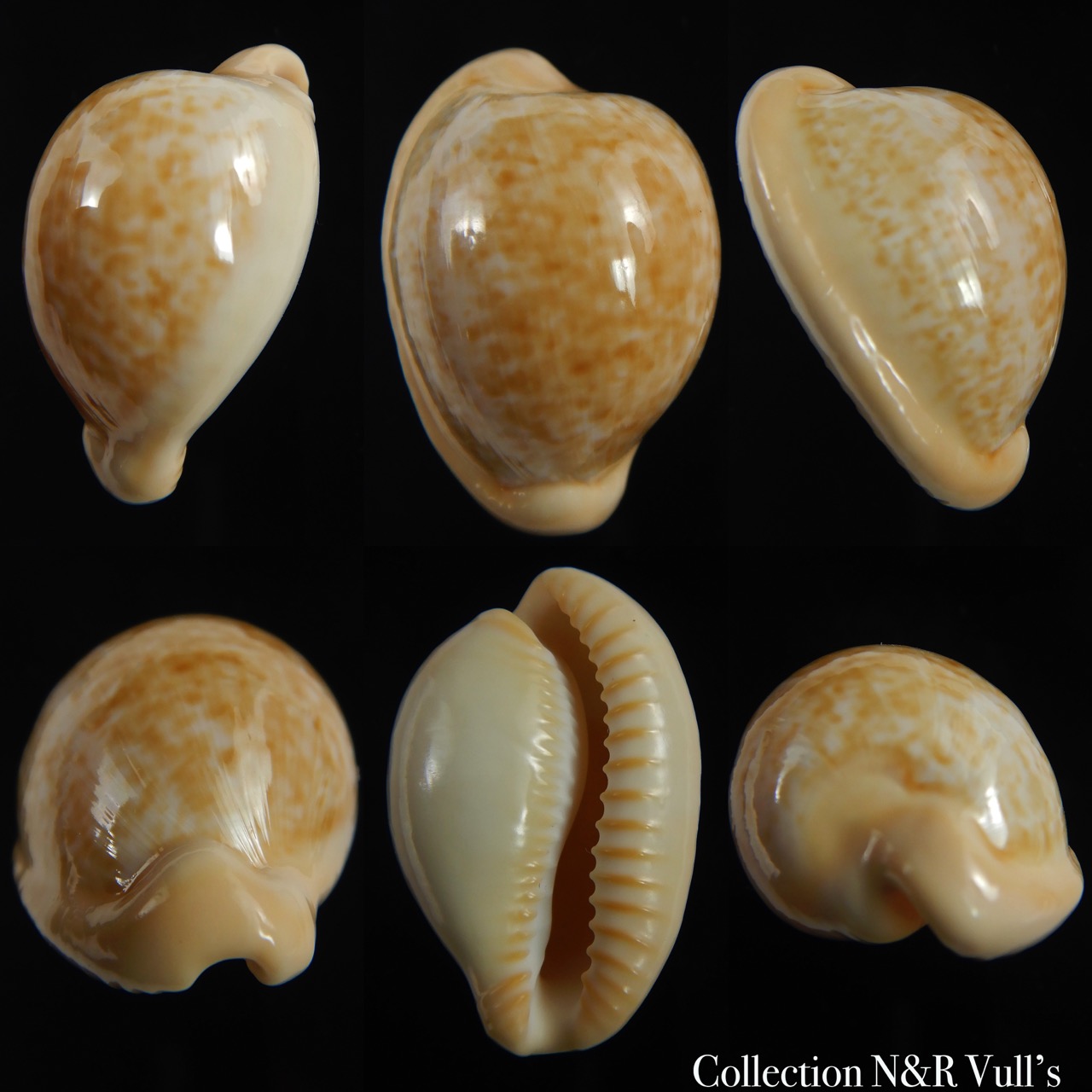 Cypraeovula fuscorubra fuscorubra ... 34.67 mm Gem-0