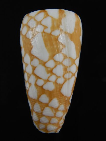 Eugeniconus cordigera 41.95 mm Gem-75056