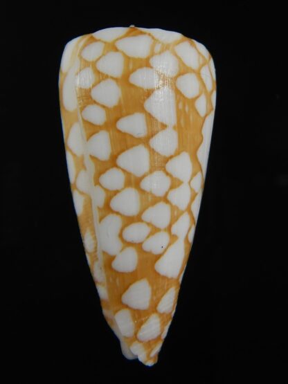 Eugeniconus cordigera 41.95 mm Gem-75057