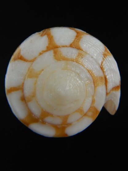 Eugeniconus cordigera 41.95 mm Gem-75058