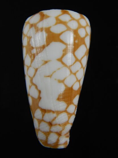 Eugeniconus cordigera 41.81 mm Gem -75045