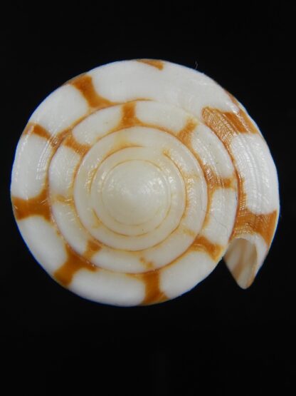 Eugeniconus cordigera 41.81 mm Gem -75049