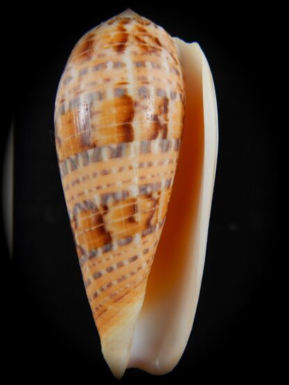 Textilia dusaveli 80.54 mm Gem-75040