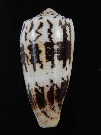 Pionoconus magus epistomioides 56 mm Gem-75013