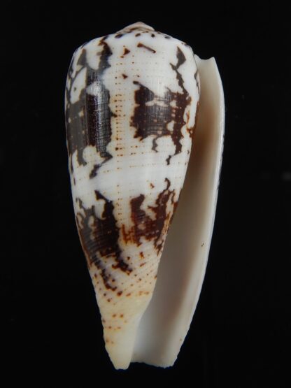 Pionoconus magus epistomioides 56 mm Gem-75012