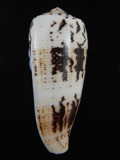 Pionoconus magus epistomioides 56 mm Gem-75014