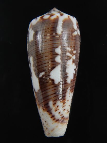 Pionoconus magus epistomioides 45,26 mm Gem-74993