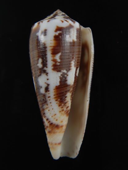 Pionoconus magus epistomioides 45,26 mm Gem-74995