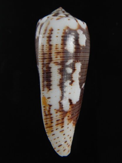 Pionoconus magus epistomioides 45,26 mm Gem-74996