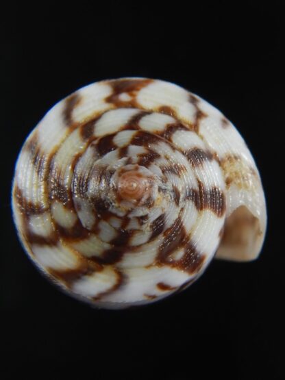 Pionoconus magus epistomioides 45,26 mm Gem-74994