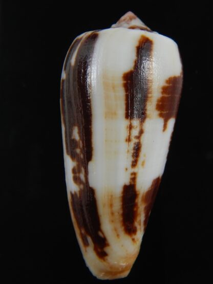 Pionoconus magus epistomioides 52.11 mm F+++/Gem-75002