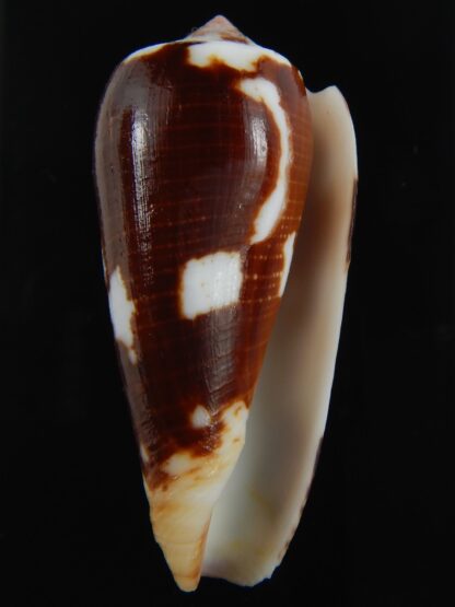 Pionoconus magus epistomioides 52.11 mm F+++/Gem-75005