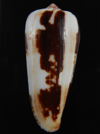 Pionoconus magus epistomioides 52.11 mm F+++/Gem-75003