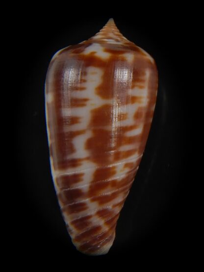 Phasmoconus zebra 26.32 mm gem-74988