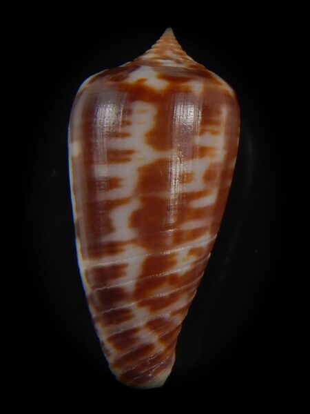 Phasmoconus zebra 26.32 mm gem-74988