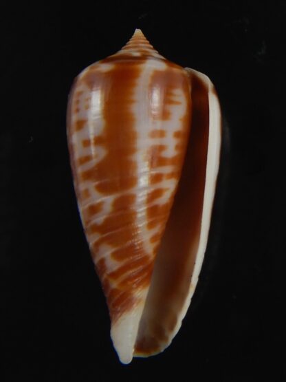 Phasmoconus zebra 26.32 mm gem-74987