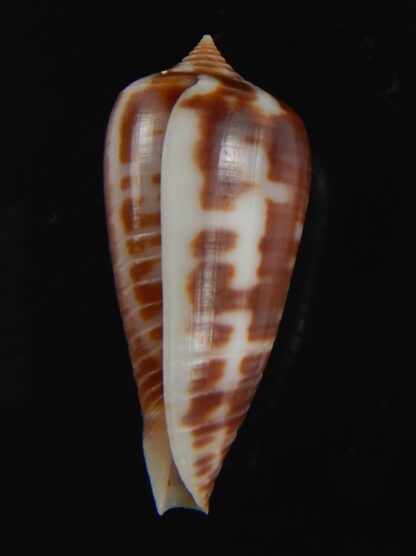 Phasmoconus zebra 26.32 mm gem-74990