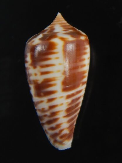Phasmoconus zebra 25.18 mm gem -74977