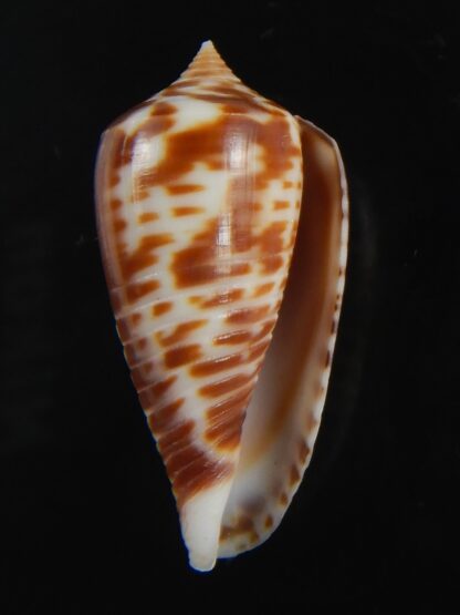 Phasmoconus zebra 25.18 mm gem -74979
