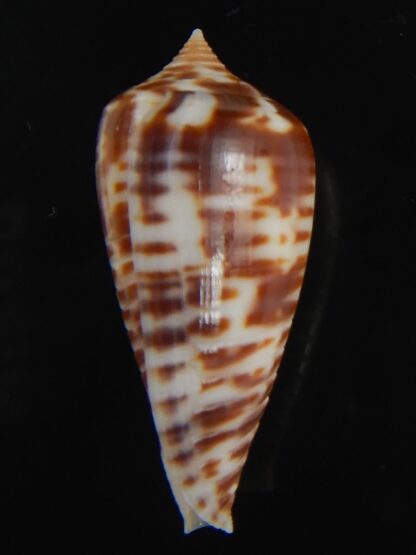 Phasmoconus zebra 25.18 mm gem -74978