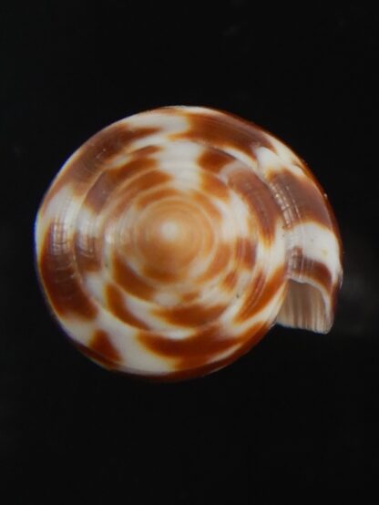 Phasmoconus zebra 25.18 mm gem -74981